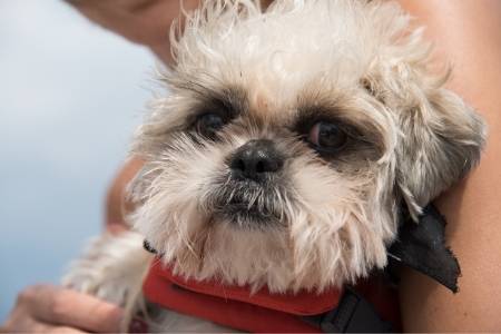 Teacup Shih Tzu dog