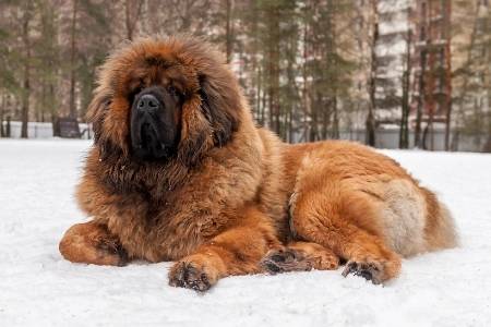 Tibetan Mastiff