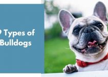 9 Types of Bulldogs [All You Need to Know]