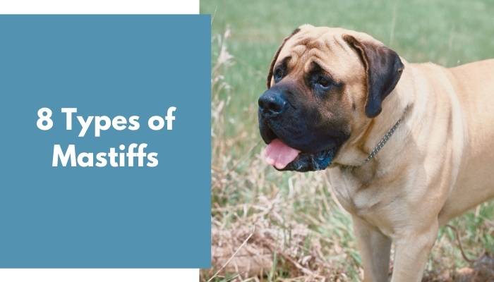 Types of Mastiffs