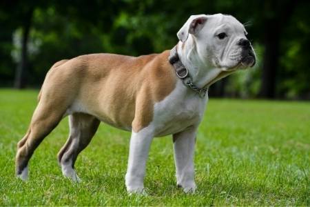 Victorian Bulldog