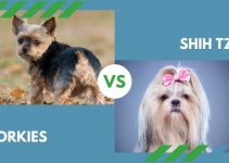 Yorkies vs. Shih Tzu (All You Need to Know)