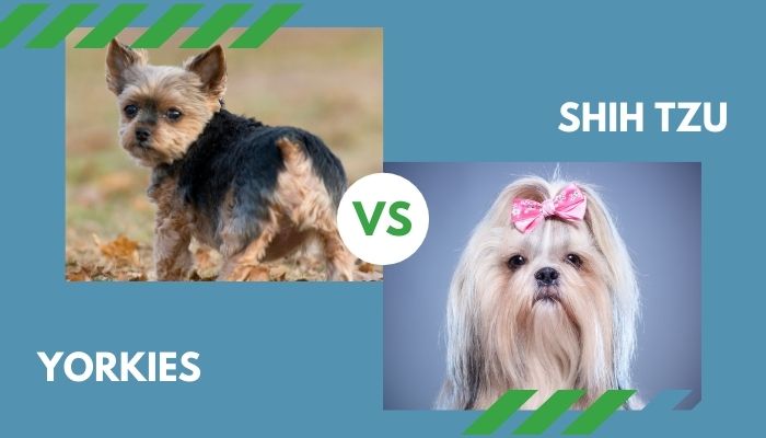 Yorkies vs. Shih Tzu