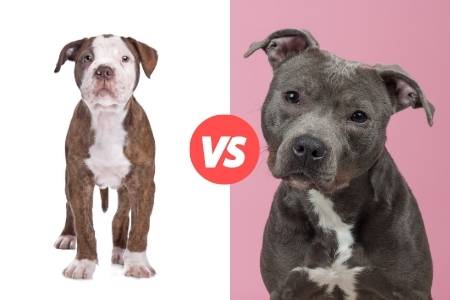 american bulldog and pitbull compared