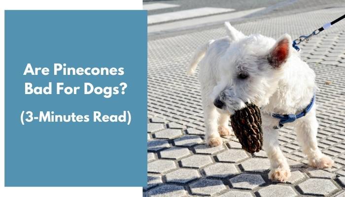 are pinecones bad for dogs