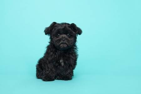 black shih tzu dog