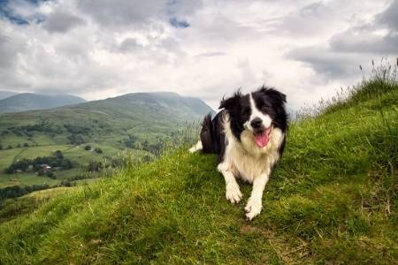 border collie shed