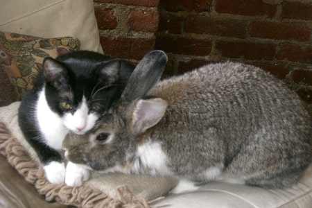 cat and rabbit together