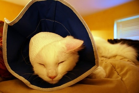 cat with medical collar