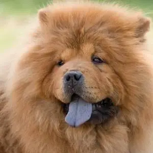 chow chow breeders