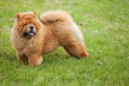 chow chow shed