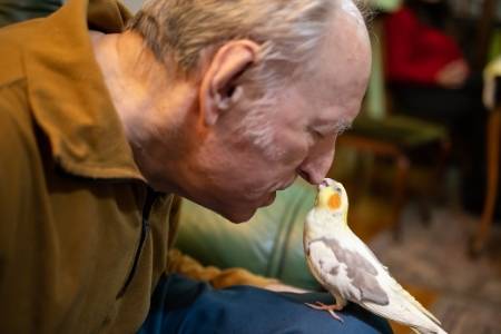 cockatiel and attention