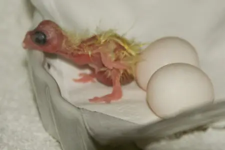 cockatiel ägg och hatchling