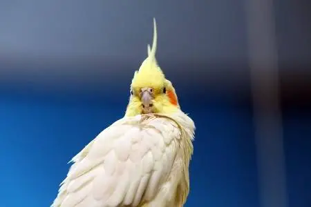 cockatiel head movement