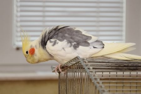 cockatiel in a new home