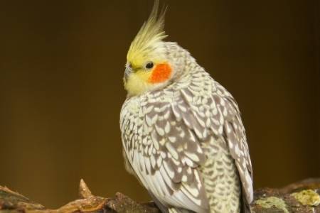 cockatiel in wild