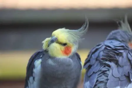 cockatiel losing feathers