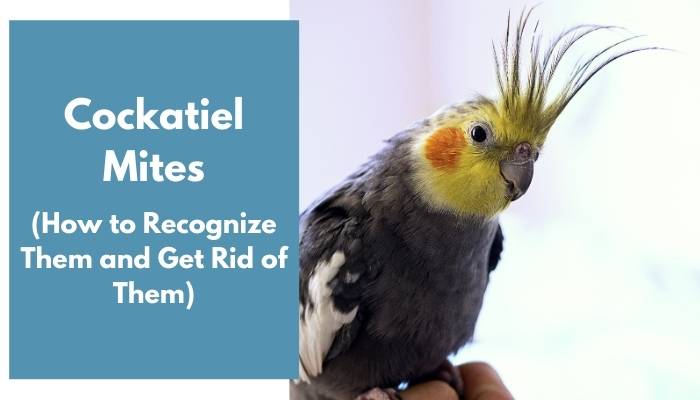 cockatiel mites