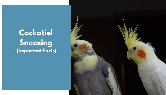 cockatiel sneezing