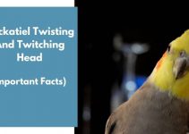 Cockatiel Twisting And Twitching Head (Important Facts)