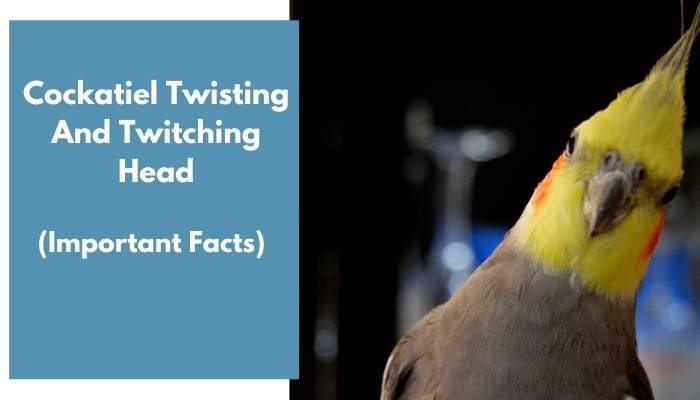 cockatiel twisting and twitching head