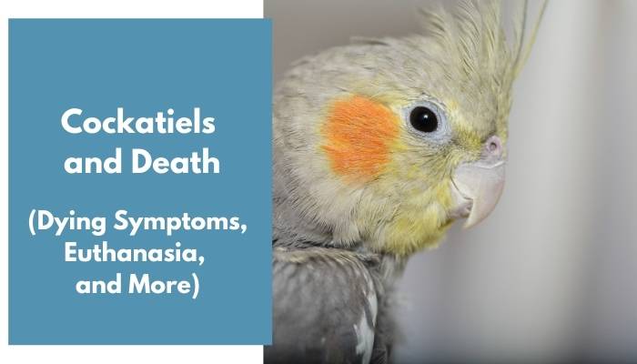 cockatiels and death