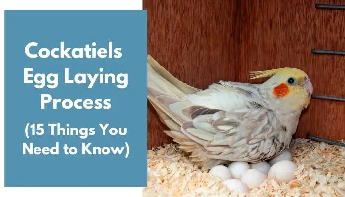 cockatiels egg laying process