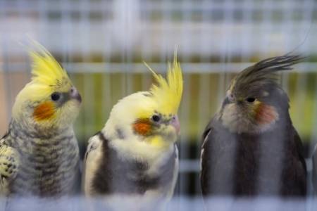 cockatiels shake head