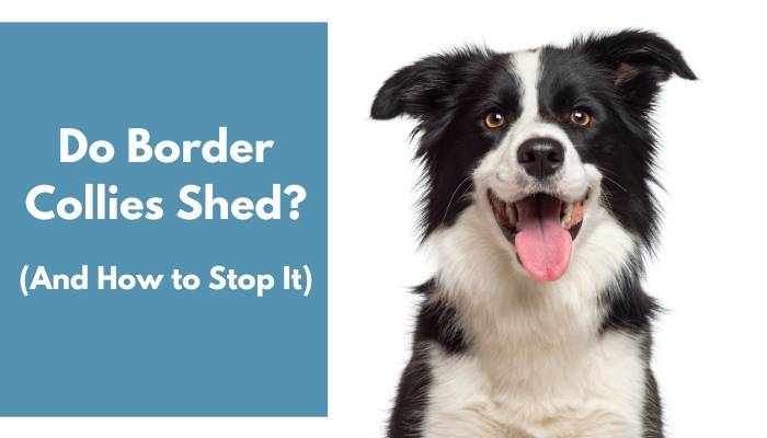 do border collies shed