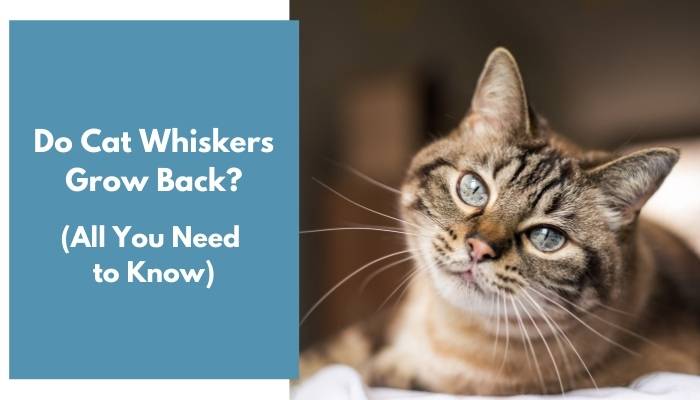 do cat whiskers grow back