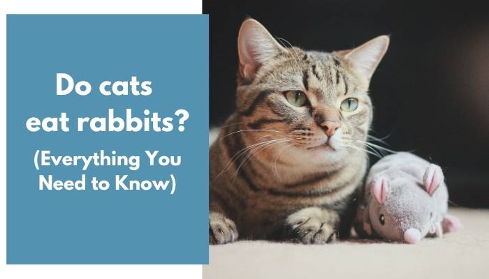 do cats eat rabbits