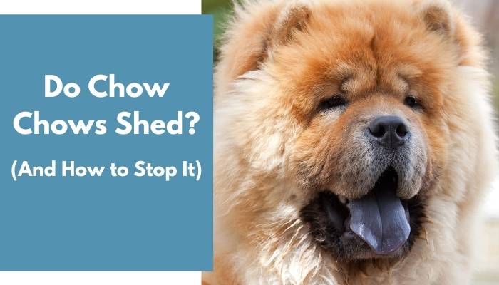 do chow chows shed