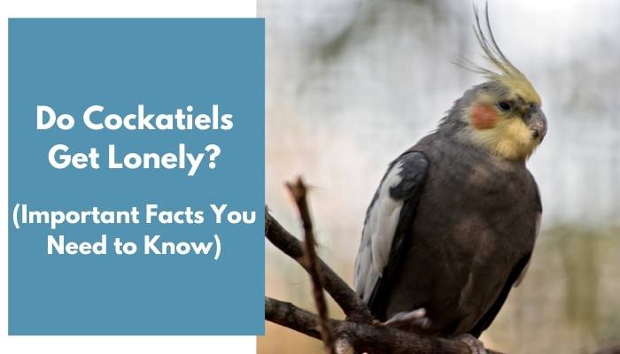 do cockatiels get lonely