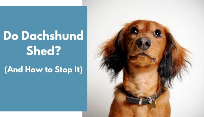 do dachshunds shed