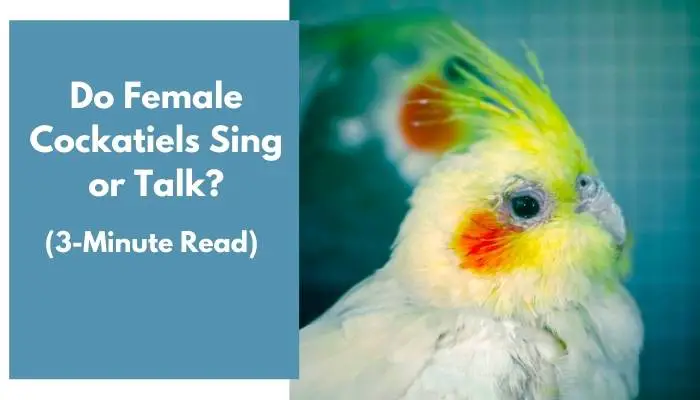 do female cockatiels sing or talk