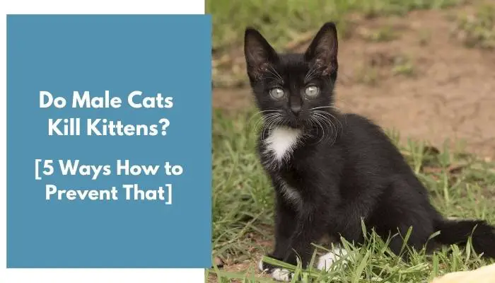 do male cats kill kittens