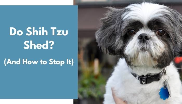 do shih tzus shed