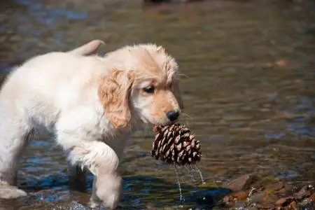 dog and pinecone