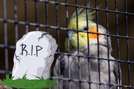 dying cockatiel