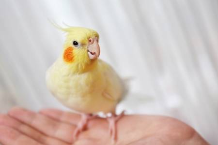 female cockatiel vocal