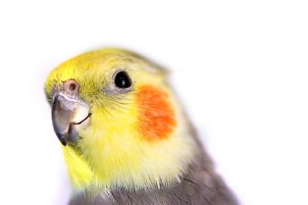 friendly cockatiel