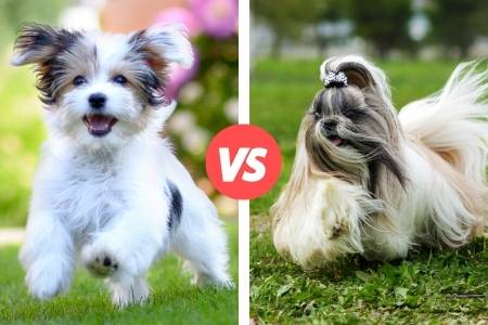 havanese and shih tzu compared