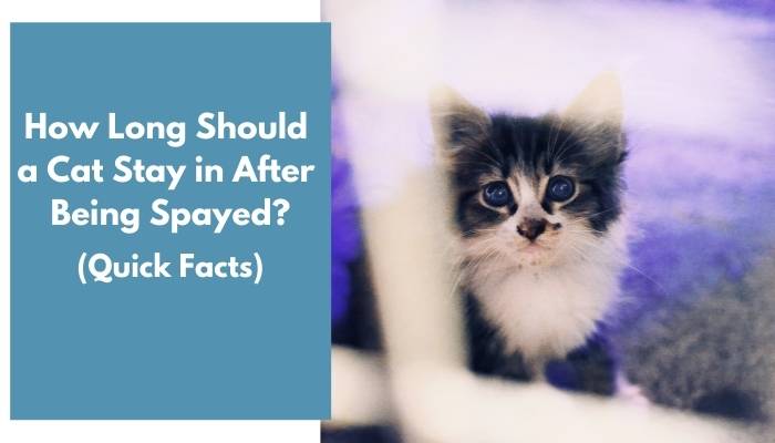 how long should a cat stay in after being spayed