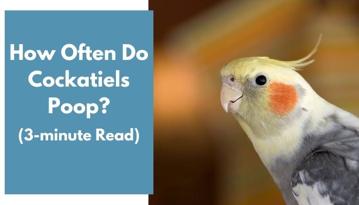 how often do cockatiels poop