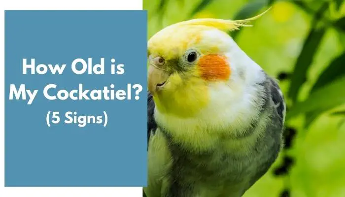 how old is my cockatiel