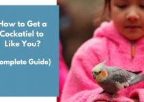 How to Get a Cockatiel to Like You? (Complete Guide)