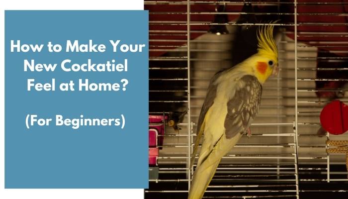 how to make your new cockatiel feel at home