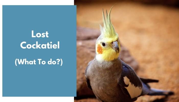 lost cockatiel