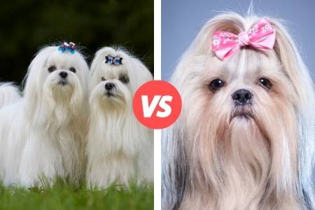 maltese and shih tzu compared