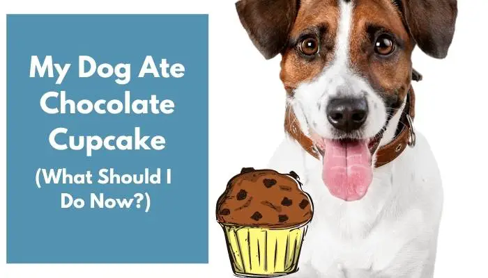 my dog ate chocolate cupcake